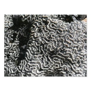 Black and White Coral I Abstract Nature Photo Print