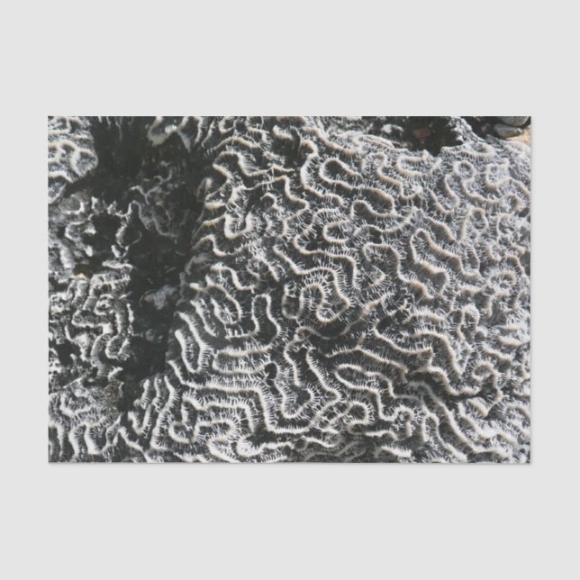 Black and White Coral I Abstract Nature Photo Tissue Paper (Front)