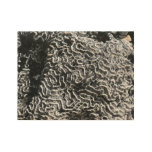 Black and White Coral I Abstract Nature Photo Wood Poster