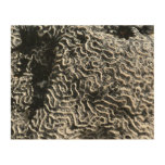 Black and White Coral I Abstract Nature Photo Wood Wall Decor