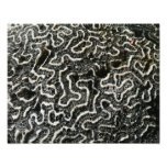 Black and White Coral II Abstract Nature Photo