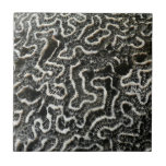 Black and White Coral II Abstract Nature Photo Ceramic Tile