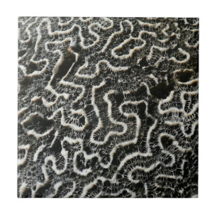 Black and White Coral II Abstract Nature Photo Ceramic Tile