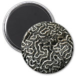 Black and White Coral II Abstract Nature Photo Magnet