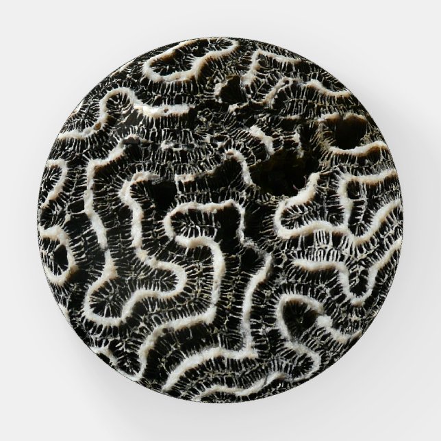 Black and White Coral II Abstract Nature Photo Paperweight (Front)