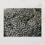Black and White Coral II Abstract Nature Photo Postcard