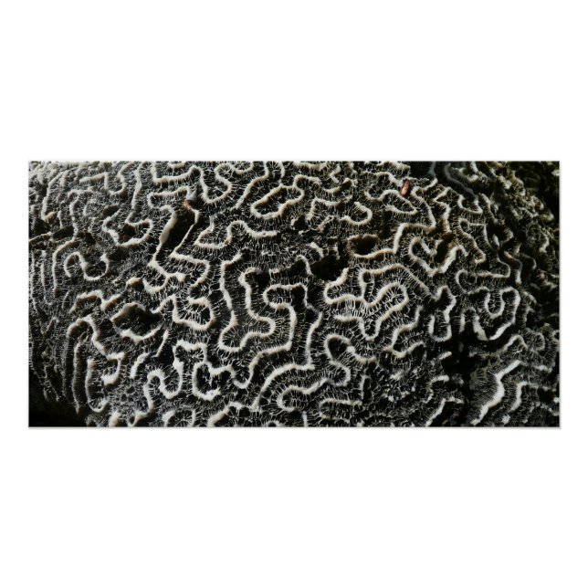 Black and White Coral II Abstract Nature Photo Poster (Front)