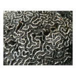 Black and White Coral II Abstract Nature Photo Print