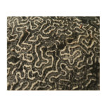 Black and White Coral II Abstract Nature Photo Wood Wall Art