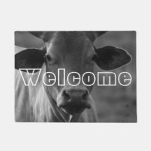 Black and White Cow Photo Bull Cattle Heifer Horns