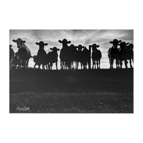 Black and White Cows Along Fence Acrylic Print