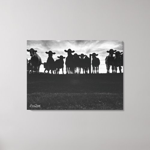 Black and White Cows Along Fence Canvas Print