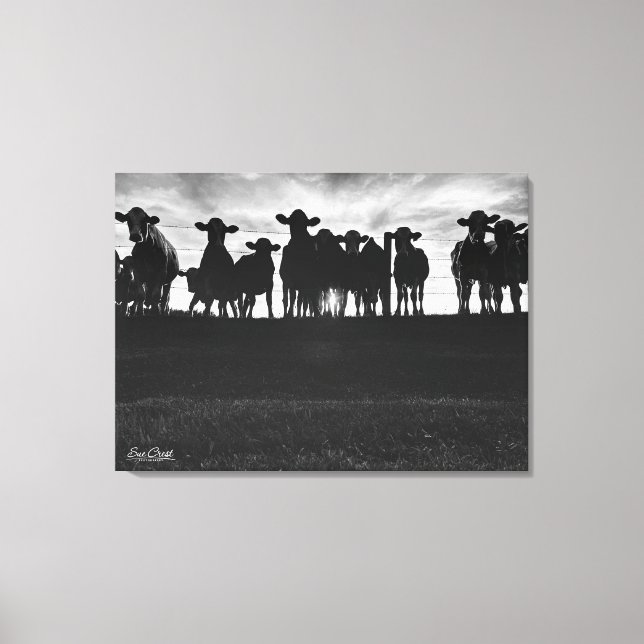 Black and White Cows Along Fence Canvas Print (Front)