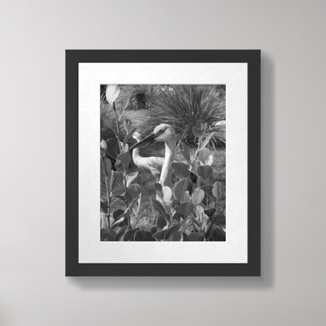 Black And White Crane Exotic Bird Photograph Framed Art (Framed Front)