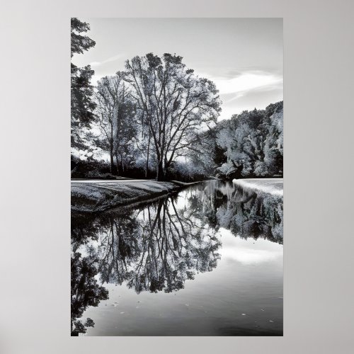 Black and white creation reflection of trees  poster