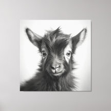 Black and White Cute Baby Goat Photo