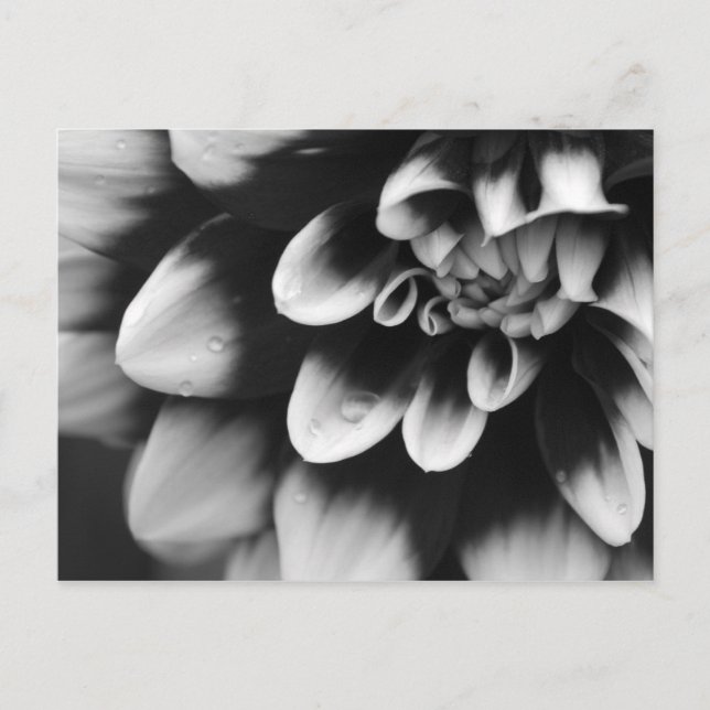 Black and White Dahlia Blossom Postcard (Front)