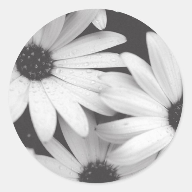 Black and White Daisies Envelope Seal (Front)