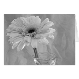 Black and White Daisy Flower Cards
