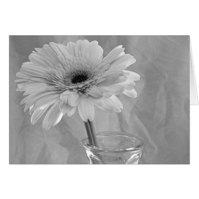 Black and White Daisy Flower Cards (Front Horizontal)