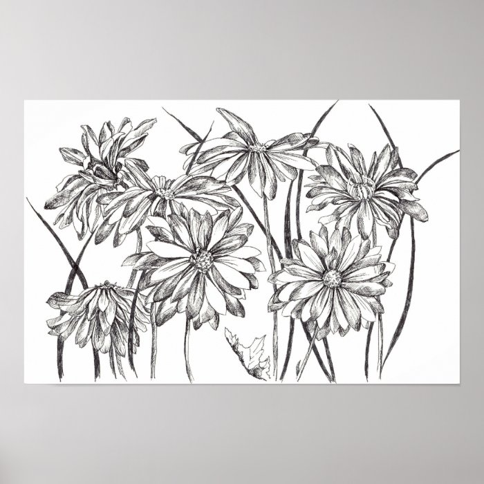 Black and White Daisy Flower Garden Drawing Print