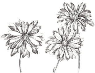 black and white daisy