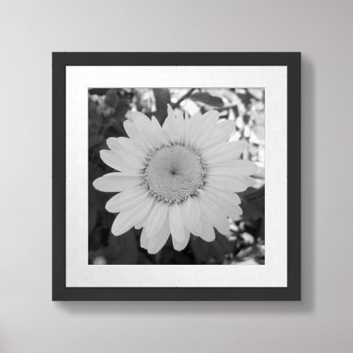 Black And White Daisy Photograph Framed Art
