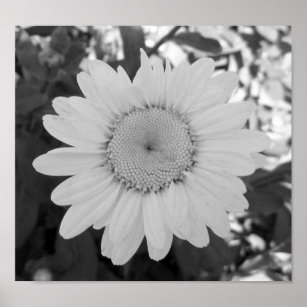 Black And White Daisy Photograph Poster