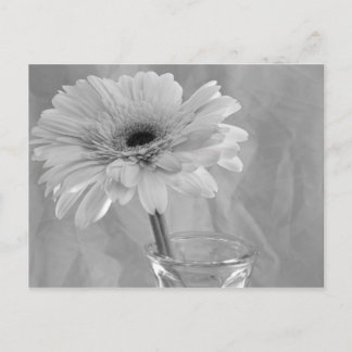 Black and White Daisy Postcard