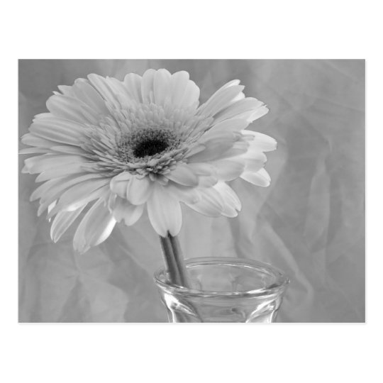 Black and White Daisy Postcard
