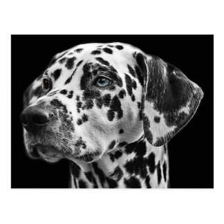 Dalmatian Gifts on Zazzle