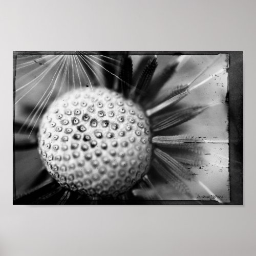 Black and White Dandelion Artwork Poster