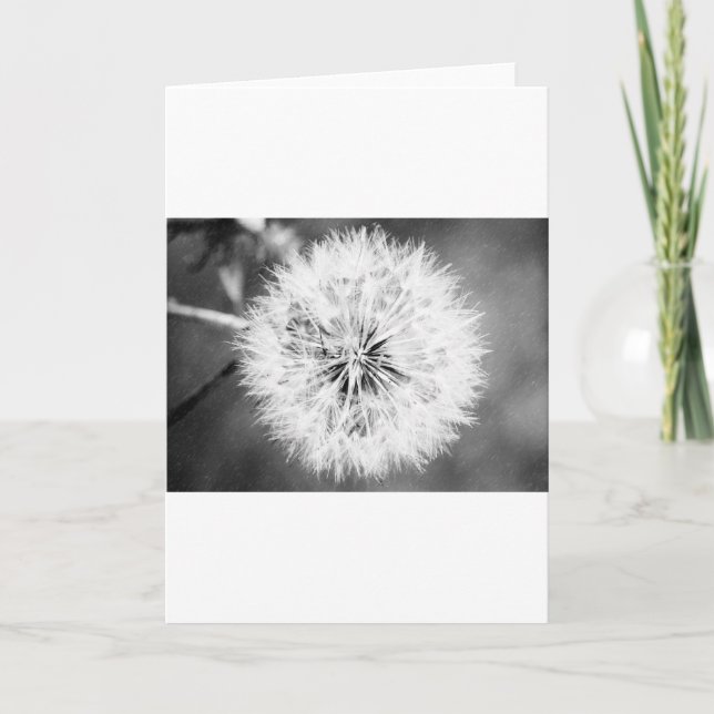 Black and White Dandelion Card (Front)