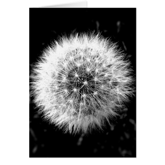 Black and white dandelion cards (Front)