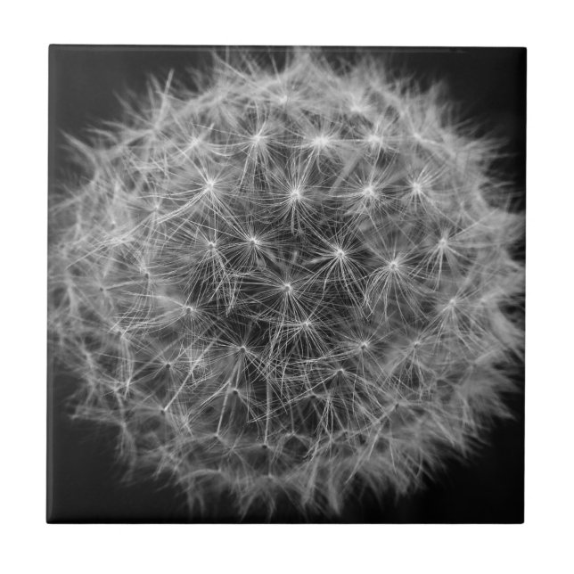 Black and White Dandelion Ceramic Tile (Front)