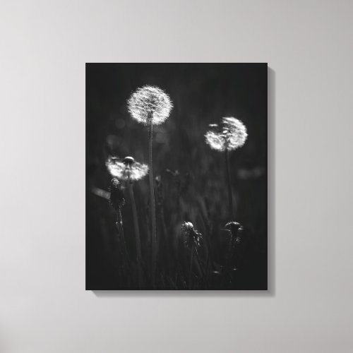 Black and White Dandelion Dramatic Nature Canvas Print