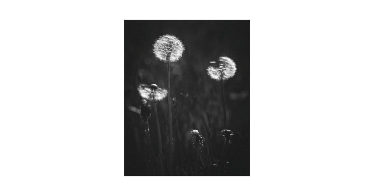 Black And White Dandelion Dramatic Nature Canvas Print Zazzle Com