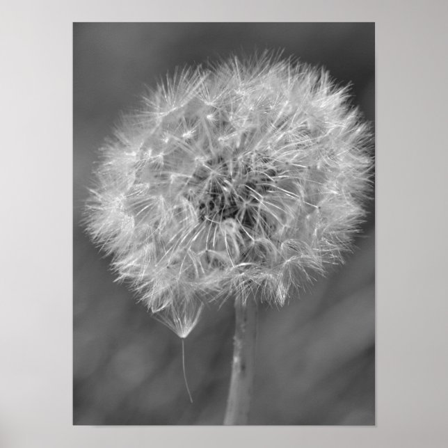 Black and White Dandelion Flower Photography Poster (Front)