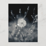 Black And White Dandelion Photography Postcard at Zazzle