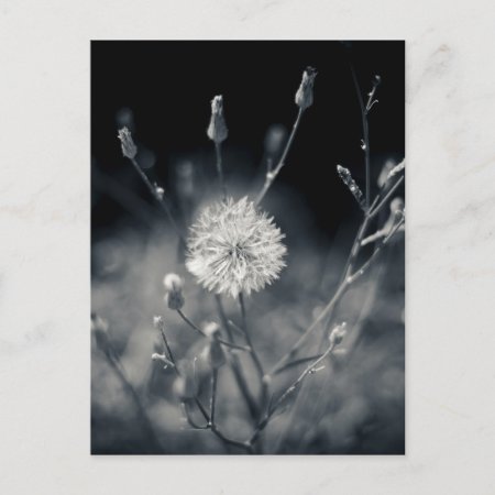 Black And White Dandelion Photography Postcard