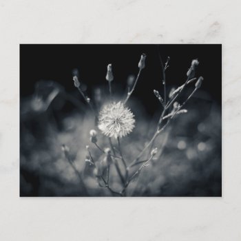 Black And White Dandelion Photography Postcard by RosaAzulStudio at Zazzle