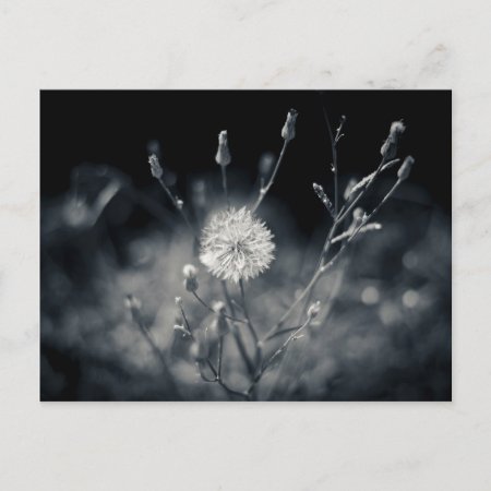 Black And White Dandelion Photography Postcard