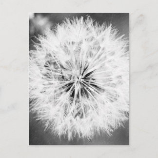 Black and White Dandelion Postcard