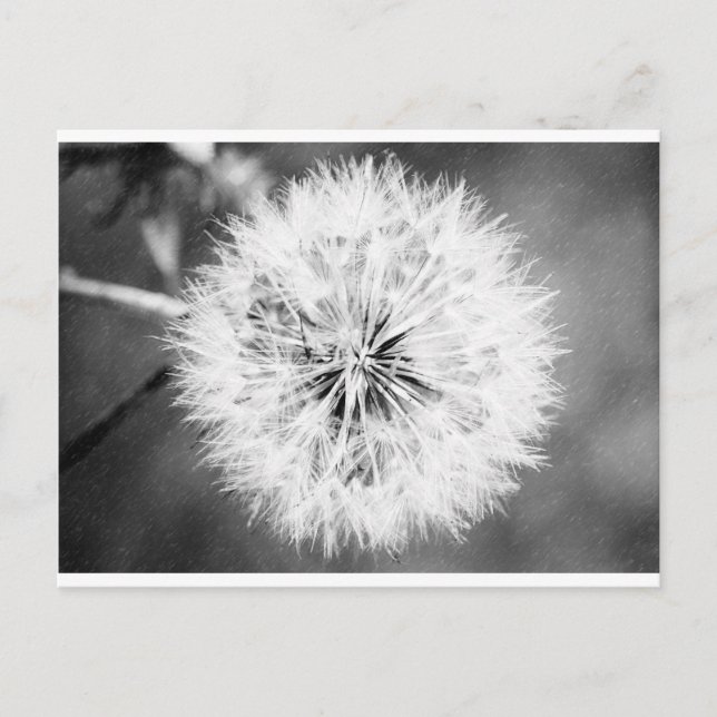 Black and White Dandelion Postcard (Front)