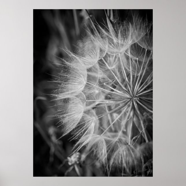 Black and white Dandelion Poster (Front)