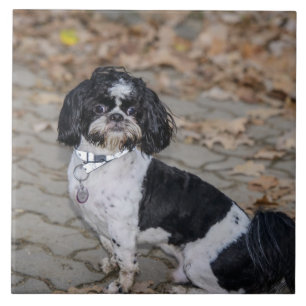 Black and white dog ceramic tile