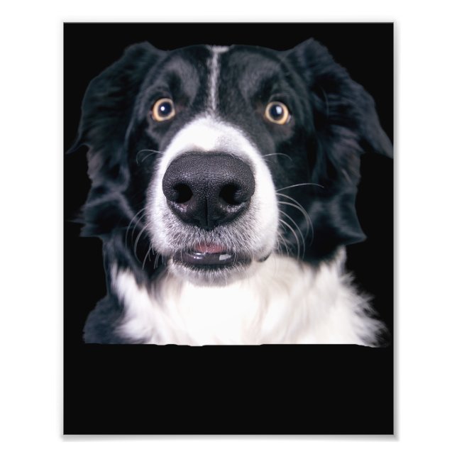 Black and White Dog Face Photo Print (Front)