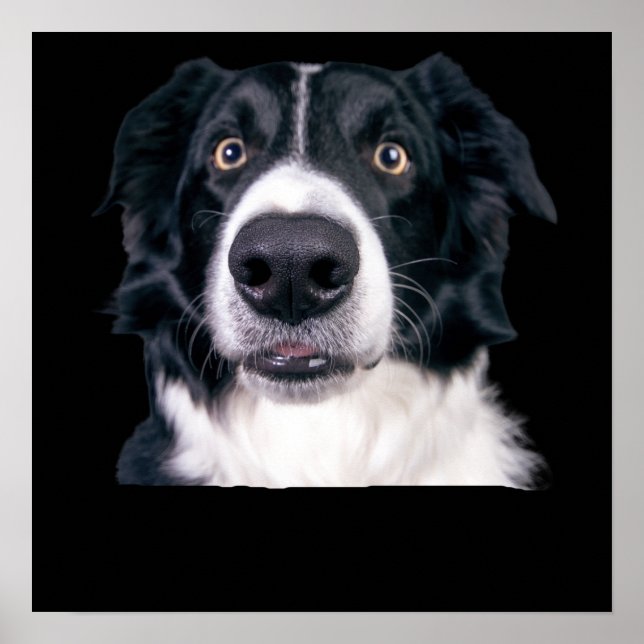 Black and White Dog Face Poster (Front)