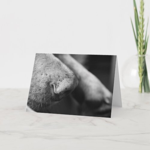 Black and White Dog Muzzle Close Up Card