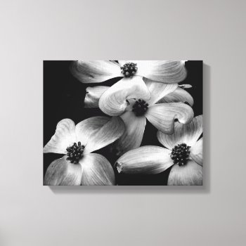 Black And White Dogwood Flower Canvas by Studio001 at Zazzle